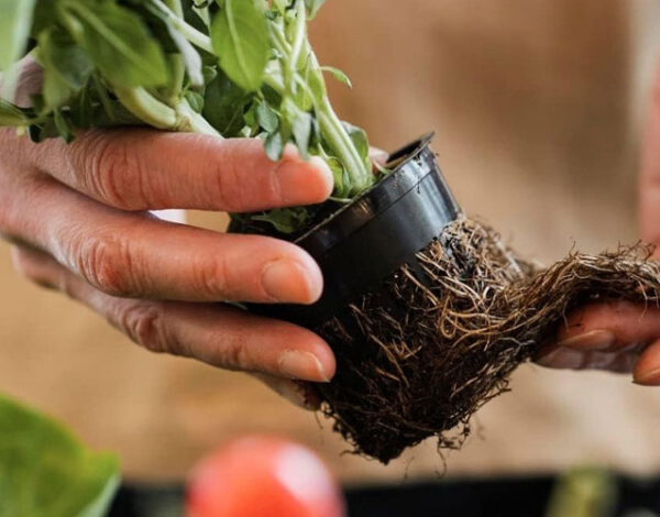 koklendirici koklendirici